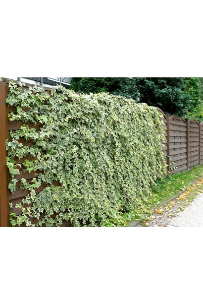 Ландшафт із плющем Гласієр виглядає елегантно і доглянуто.